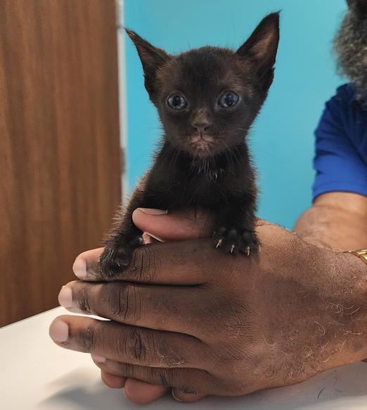 adoptable Cat in Houston, TX named A640724