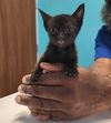 adoptable Cat in ,  named A640724