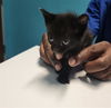 adoptable Cat in ,  named A640725