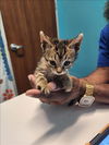 adoptable Cat in ,  named A640726