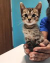 adoptable Cat in ,  named A640727