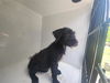 adoptable Dog in  named A640740