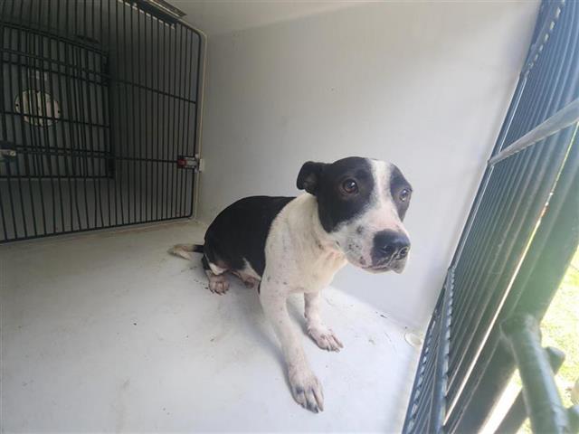 adoptable Dog in Houston, TX named A640741