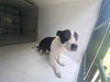 adoptable Dog in  named A640741