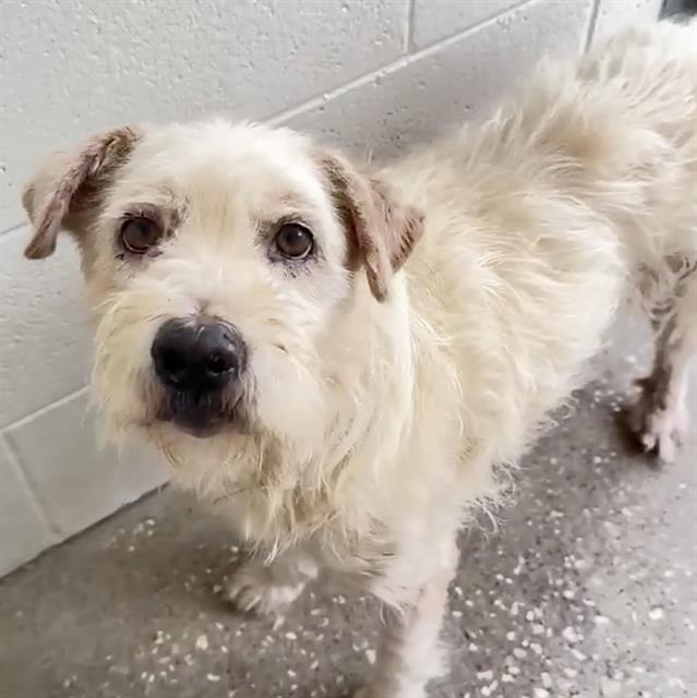 adoptable Dog in Houston, TX named RAIN