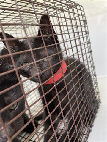 adoptable Cat in Houston, TX named A640715