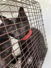 adoptable Cat in Houston, TX named A640715