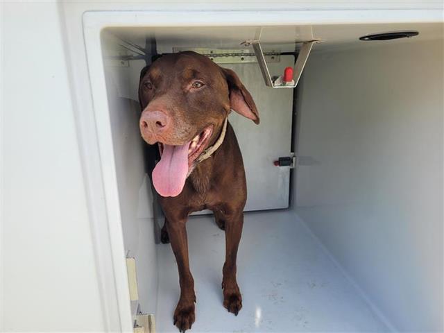 adoptable Dog in Houston, TX named DUNE