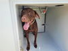 adoptable Dog in Houston, TX named DUNE