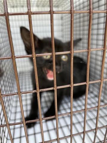adoptable Cat in Houston, TX named A640730
