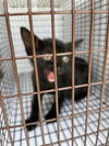 adoptable Cat in Houston, TX named A640730