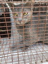 adoptable Cat in Houston, TX named A640732