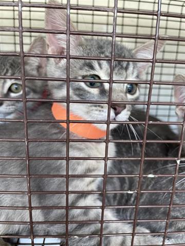 adoptable Cat in Houston, TX named A640733