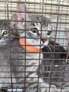 adoptable Cat in Houston, TX named A640733
