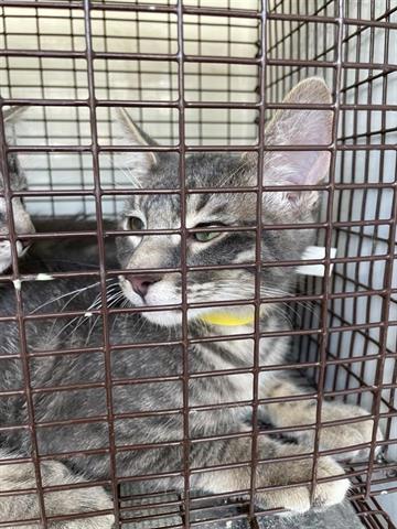adoptable Cat in Houston, TX named A640734