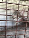 adoptable Cat in Houston, TX named A640735