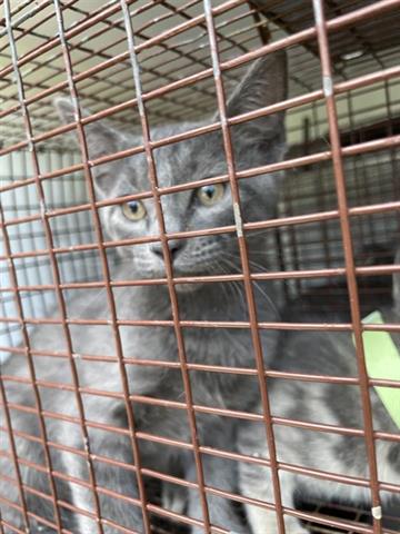 adoptable Cat in Houston, TX named A640737