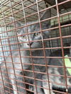 adoptable Cat in Houston, TX named A640737