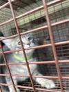 adoptable Cat in Houston, TX named A640738