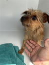 adoptable Dog in  named A640750