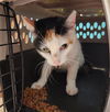 adoptable Cat in  named A640758