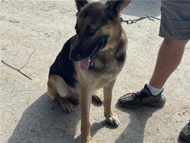 adoptable Dog in Houston, TX named A640697