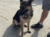 adoptable Dog in  named A640697