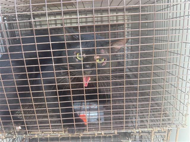adoptable Cat in Houston, TX named A640739