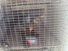 adoptable Cat in Houston, TX named A640739