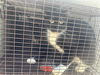 adoptable Cat in Houston, TX named A640742