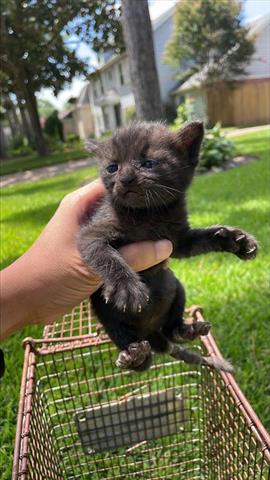 adoptable Cat in Houston, TX named A640744