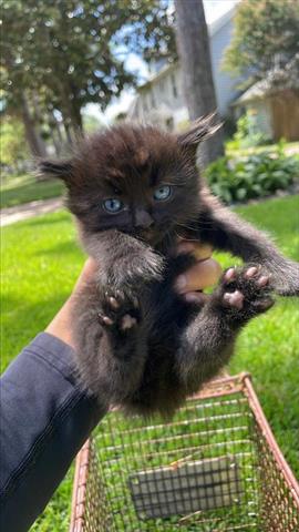 adoptable Cat in Houston, TX named A640745
