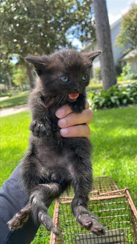 adoptable Cat in Houston, TX named A640747