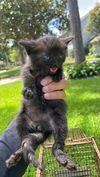 adoptable Cat in Houston, TX named A640747