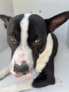 adoptable Dog in  named A640749