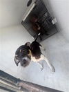 adoptable Dog in Houston, TX named A640755