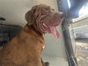 adoptable Dog in Houston, TX named A640756