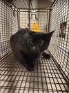 adoptable Cat in Houston, TX named LUNA