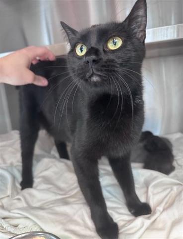 adoptable Cat in Houston, TX named LUNA