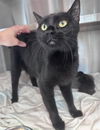 adoptable Cat in Houston, TX named LUNA