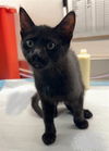 adoptable Cat in Houston, TX named A635778
