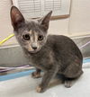 adoptable Cat in Houston, TX named A635780