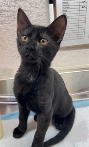 adoptable Cat in Houston, TX named A635781
