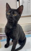 adoptable Cat in Houston, TX named A635781
