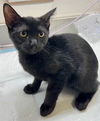 adoptable Cat in Houston, TX named A635782