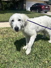 adoptable Dog in Houston, TX named MONA LISA