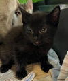 adoptable Cat in Houston, TX named A637927