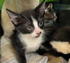 adoptable Cat in Houston, TX named A637928