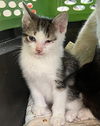 adoptable Cat in Houston, TX named A637929