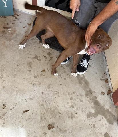 adoptable Dog in Houston, TX named A640774